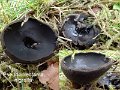 Pseudoplectania nigrella-amf2130